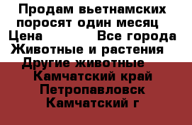 Продам вьетнамских поросят,один месяц › Цена ­ 3 000 - Все города Животные и растения » Другие животные   . Камчатский край,Петропавловск-Камчатский г.